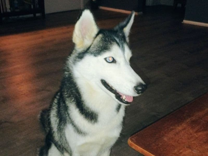 Anoushka primary photo