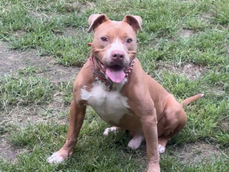 American PitBull Terrier 5 years 10 months old male large named Prince for breeding in De Soto Parish, Louisiana | Petmeetly