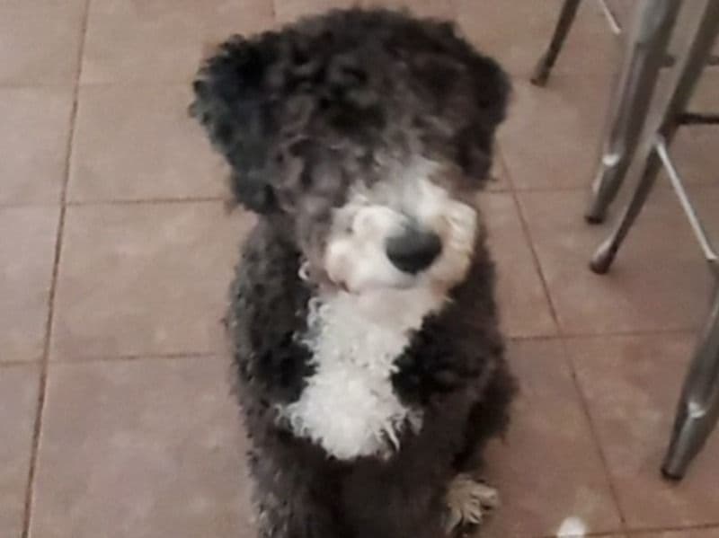 Aussiedoodle 2 years 5 months old female medium named Moo for breeding in Denton County, Texas | Petmeetly