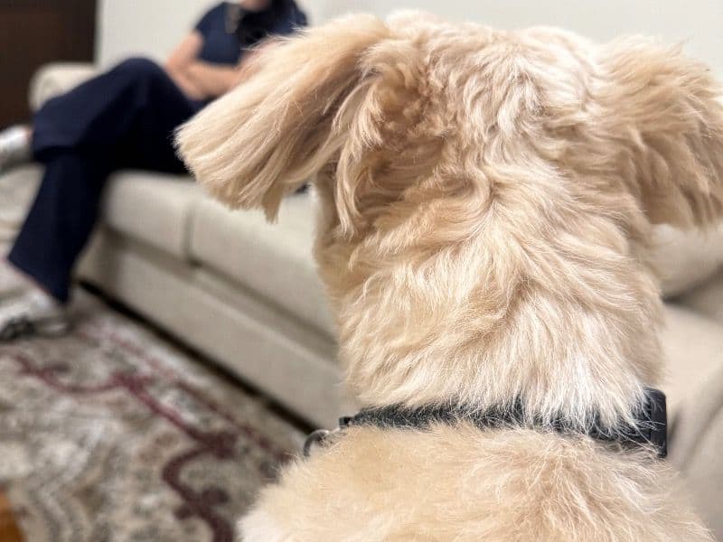 Lhasa Apso 2 years 1 month old male medium named Kenny for breeding in Chandigarh, Chandigarh | Petmeetly