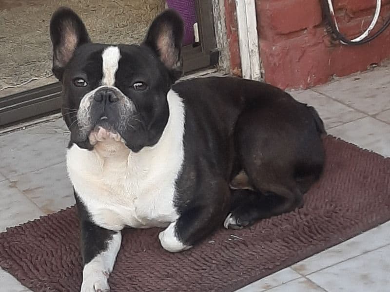French Bulldog 2 years 3 months old male medium named Iggy for sale in Broward County, Florida | Petmeetly