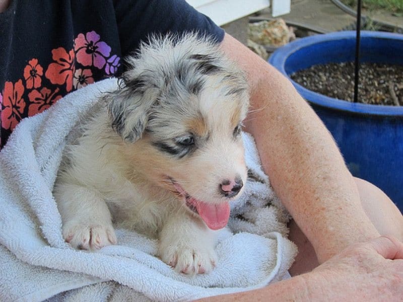Australian Shepherd 2 months old female medium named Sassy for adoption in Mendocino County, California | Petmeetly