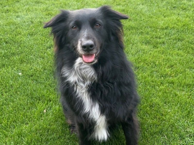 Australian Shepherd 5 years old male medium named Dallas for adoption in Maricopa County, Arizona | Petmeetly
