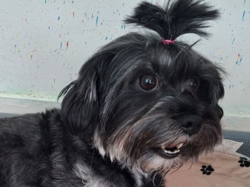 Maltese 3 years 7 months old female small named Blackye for breeding in Aberdeen City, Scotland | Petmeetly