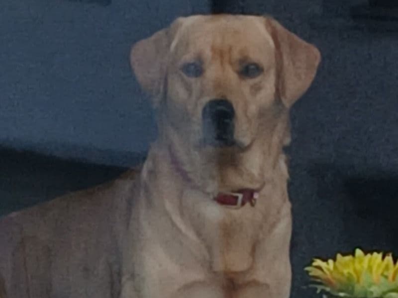 English Golden Retriever 4 years 4 months old male medium named Pablo for breeding in Mid and East Antrim, Northern Ireland | Petmeetly