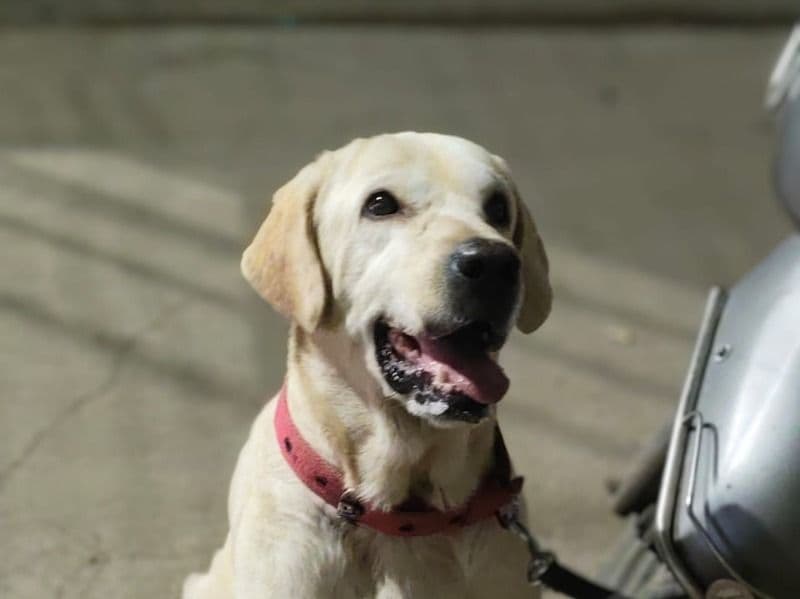 English Labrador Retriever 1 year 4 months old male medium named Tyson for breeding in Aurangabad Division, Maharashtra | Petmeetly