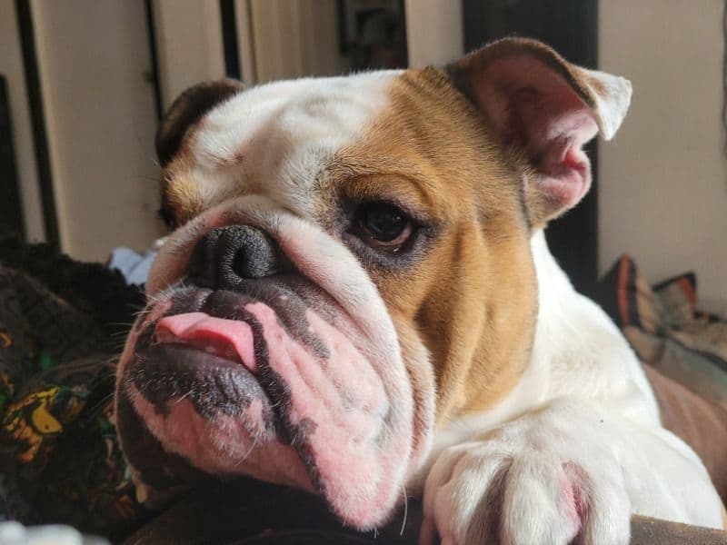 Spike primary photo