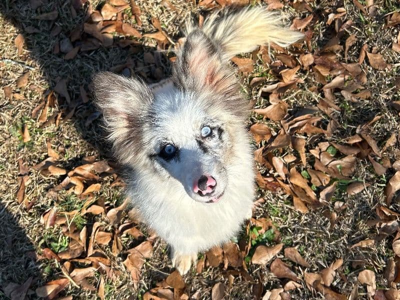 Corgi 7 months old female small named Luna for breeding in Raymond, Georgia | Petmeetly