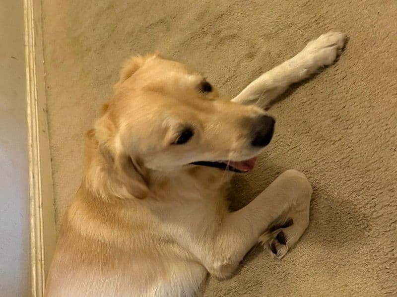 English Golden Retriever 1 year 2 months old male large named Oscar for sale in Fort Bend County, Texas | Petmeetly