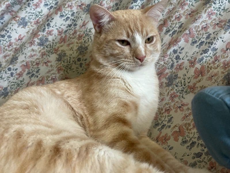 Muffin primary photo