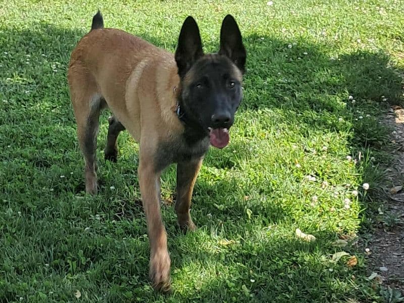 Belgian Malinois 1 year 3 months old male large named Zeke for breeding in Indiana County, Pennsylvania | Petmeetly