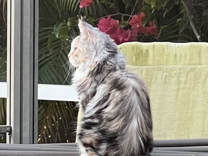Daisy - Maine Coon | Petmeetly