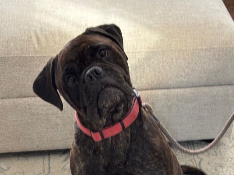 Bullmastiff 3 years 7 months old female large named Bailey for adoption in Union County, New Jersey | Petmeetly