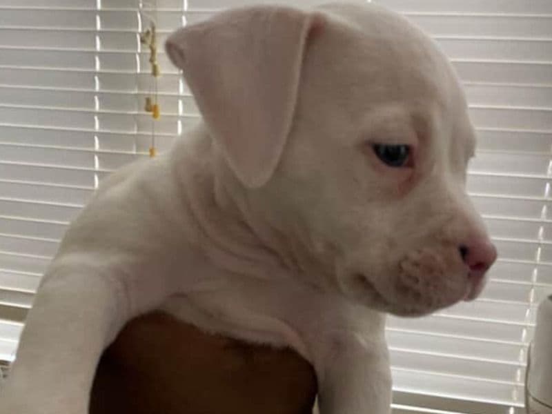 American Bully 1 month old male small named King for sale in Montgomery County, Maryland | Petmeetly