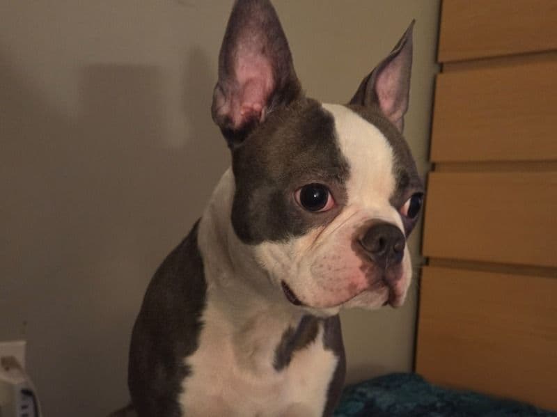 Boston Terrier 2 years 4 months old male medium named Reggiļe for breeding in Pierce County, Washington | Petmeetly