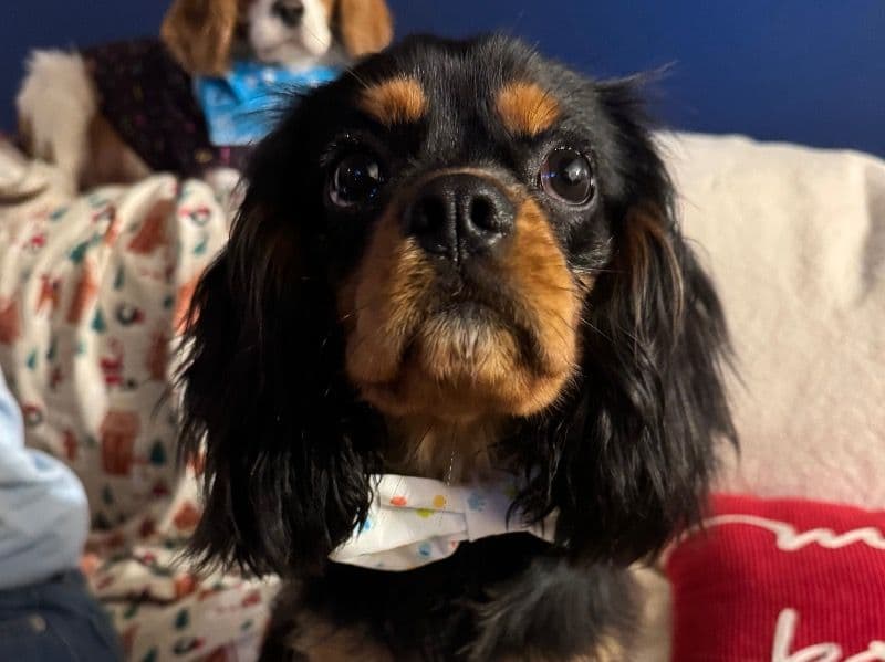 Cavalier King Charles Spaniel 8 months old male small named Wybie for breeding in Franklin County, Ohio | Petmeetly