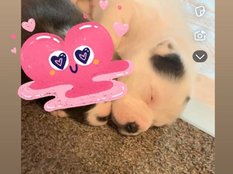 Husky 7 months old female small named Galati for breeding in Lake County, Illinois | Petmeetly