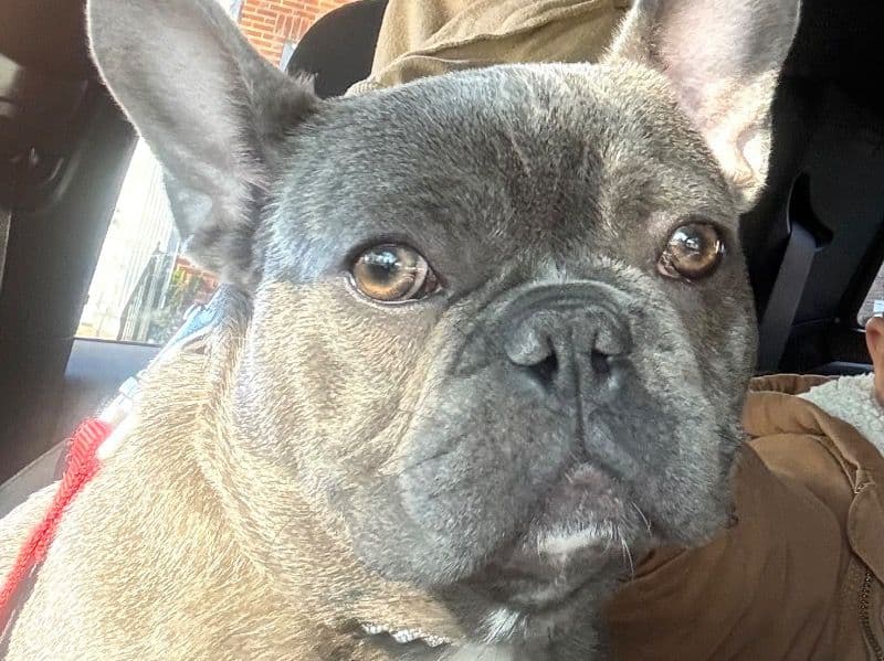 French Bulldog 1 year old male medium named Milo for breeding in Guilford County, North Carolina | Petmeetly