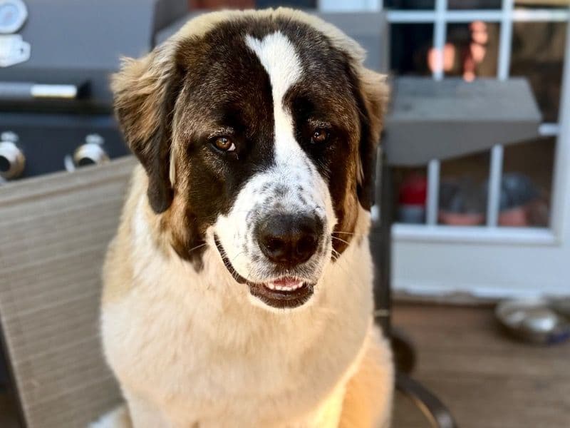 Saint Bernard 1 year 5 months old female extra large named Maggie for breeding in Comox Valley, British Columbia | Petmeetly