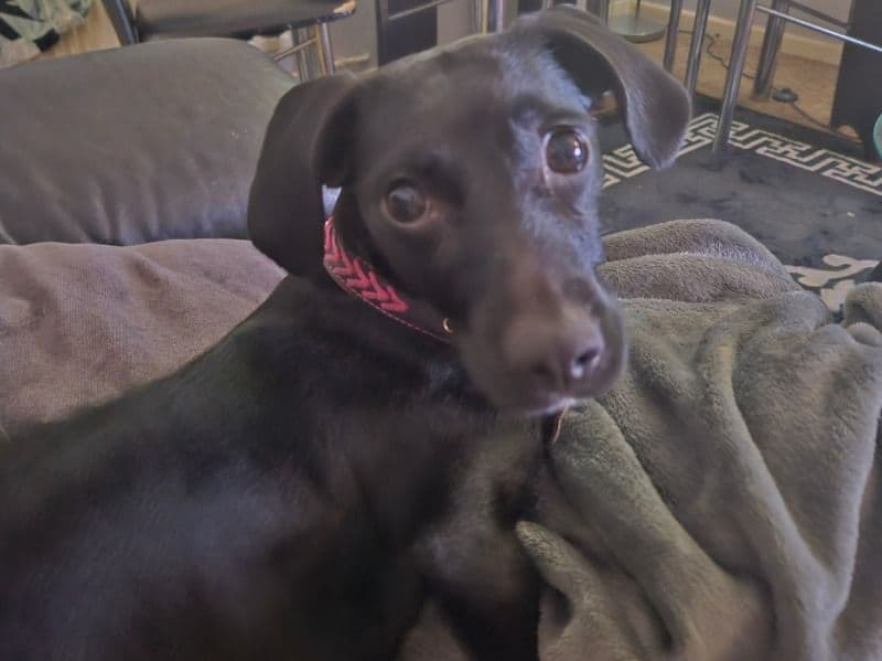 Cocker Spaniel 2 years 9 months old female medium named Kizzy for breeding in Bristol City, England | Petmeetly