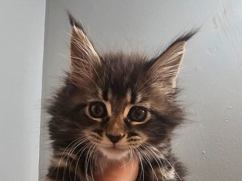 Snickers primary photo