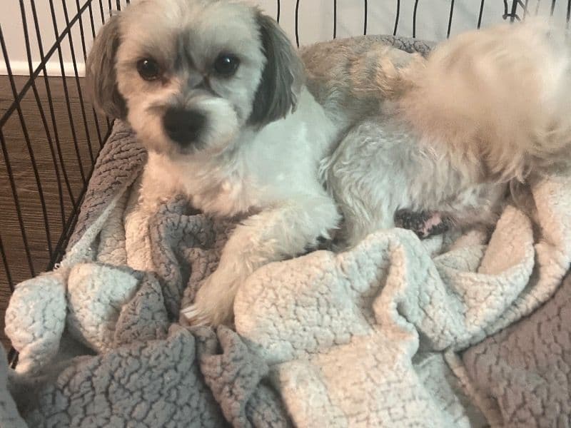 Bentley primary photo