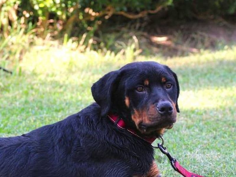Rottweiler 10 months old female large named Not Named for breeding in Rusk County, Texas | Petmeetly