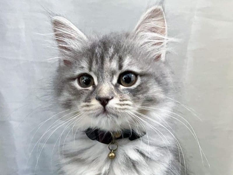 Siberian 3 months old female named Tasha for sale | Petmeetly