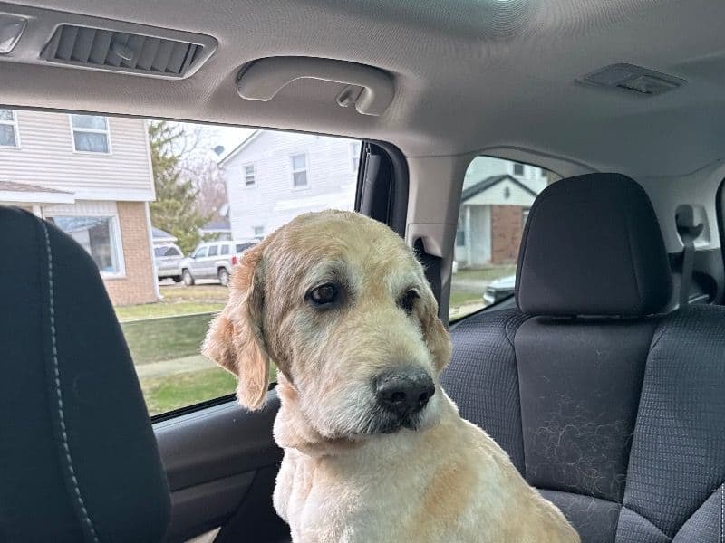 Goldendoodle 10 years 5 months old male large named Zeus for breeding in Waukesha County, Wisconsin | Petmeetly