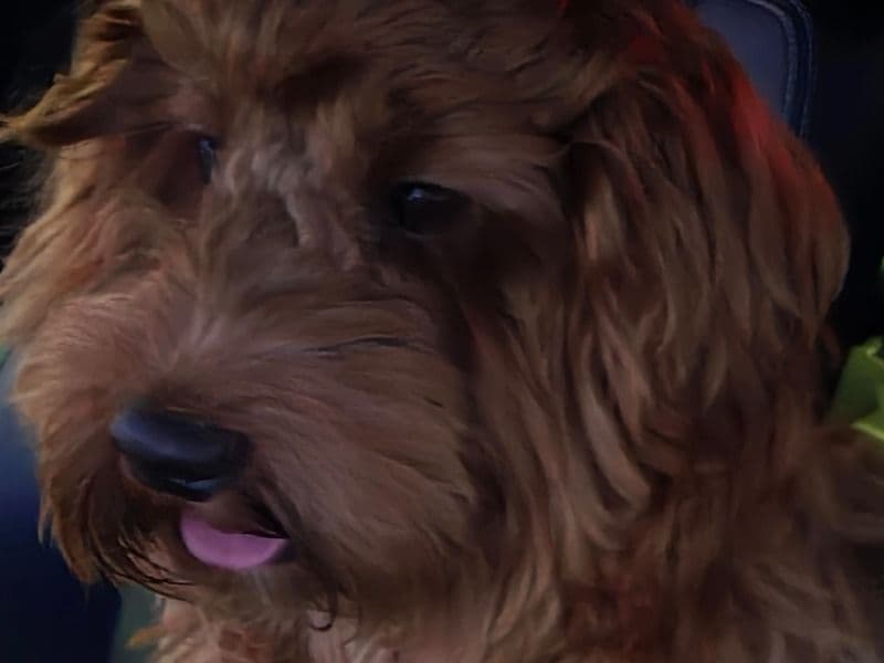 Cockapoo 10 months old male small named Toffy-cruz for breeding in Greater London, England | Petmeetly