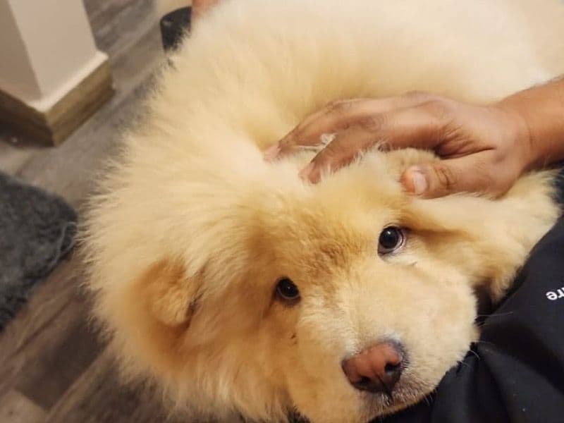 Chow Chow 1 year 3 months old male medium named Rowdy for breeding in Bangalore Division, Karnataka | Petmeetly