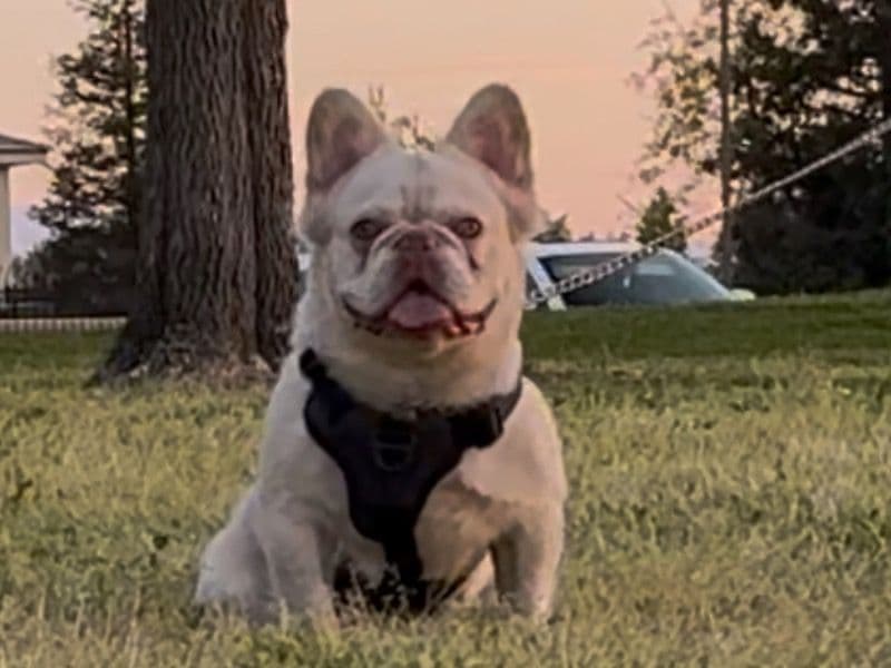 French Bulldog 1 year 4 months old male medium named Yeti for sale in Kern County, California | Petmeetly