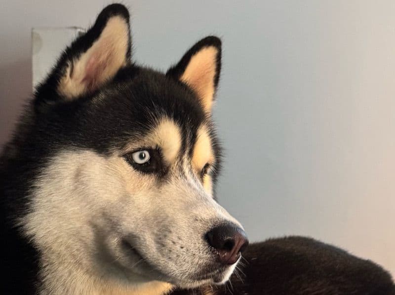 Husky 2 years 10 months old male large named Nova for breeding in Bangalore Division, Karnataka | Petmeetly