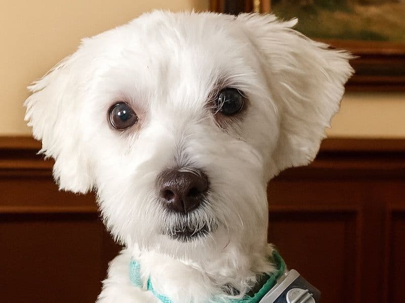 Maltese 5 years 5 months old female small named Pheobe for breeding in Washoe County, Nevada | Petmeetly