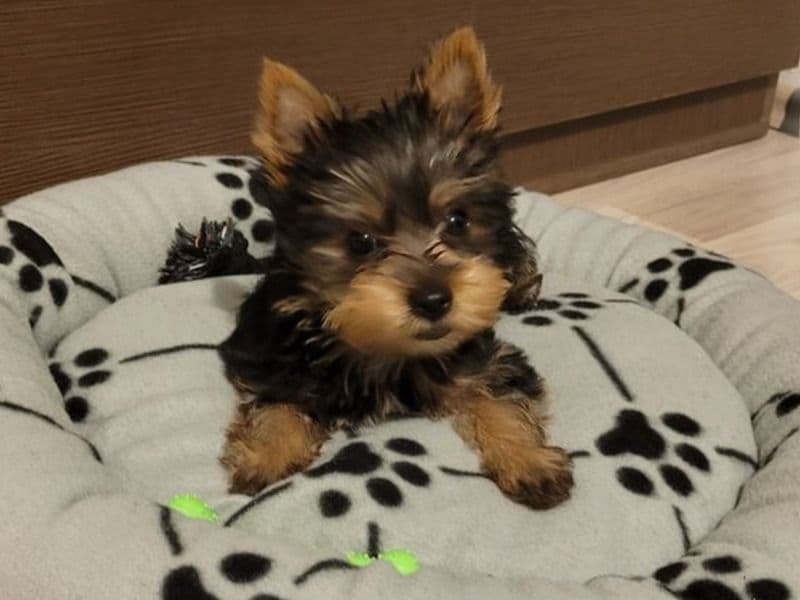 Yorkie Russell 3 months old female small named Lucy for adoption in Mohave County, Arizona | Petmeetly
