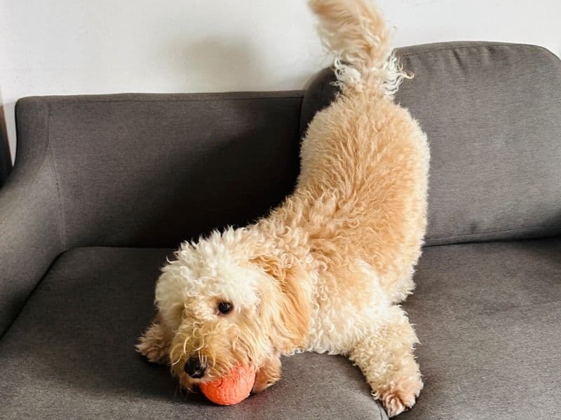 Cocker Spaniel 2 years 3 months old male medium named Berky for breeding in Essex, England | Petmeetly