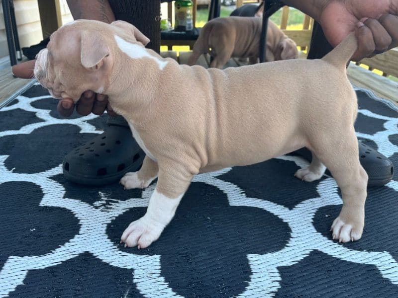 American Bully 2 months old female small named Mocha Latter for sale in Guilford County, North Carolina | Petmeetly