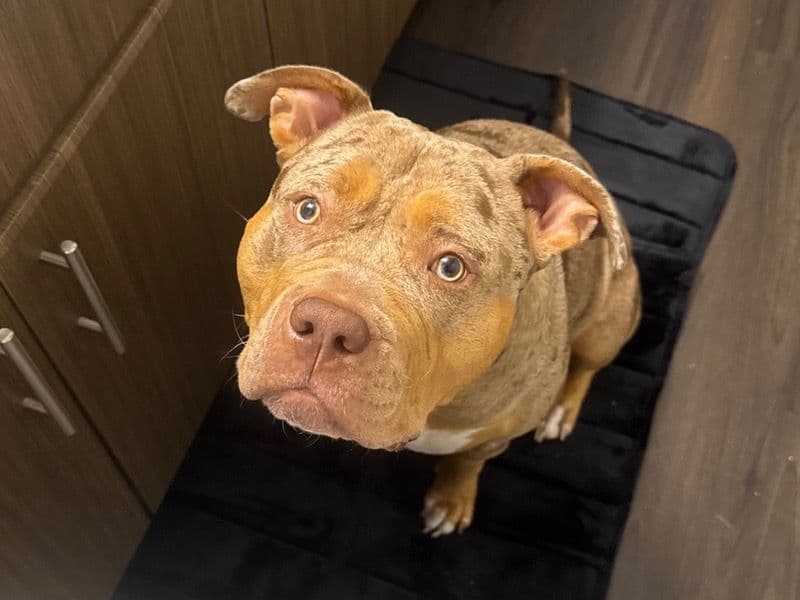 American Bully 2 years 7 months old female extra large named Maple for breeding in Dallas County, Texas | Petmeetly