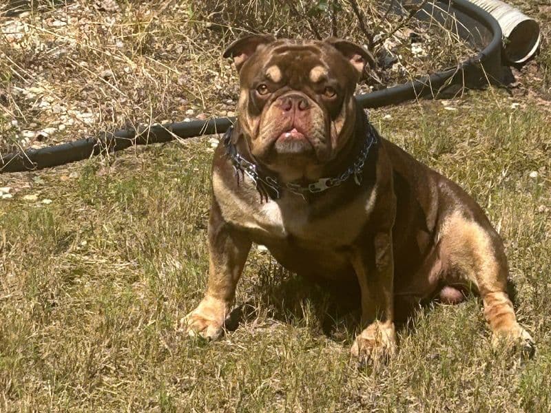 American Bulldog 1 year 8 months old male medium named Royal for breeding in DeKalb County, Georgia | Petmeetly