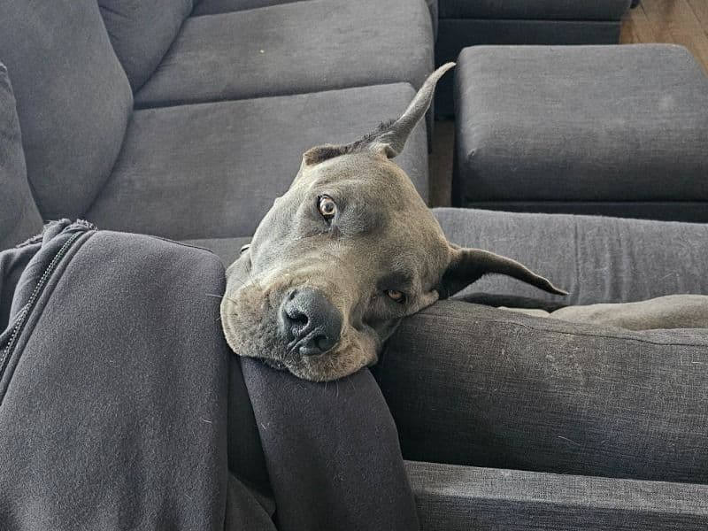 Great Dane 4 years 1 month old male large named Romulus for sale in Wake County, North Carolina | Petmeetly