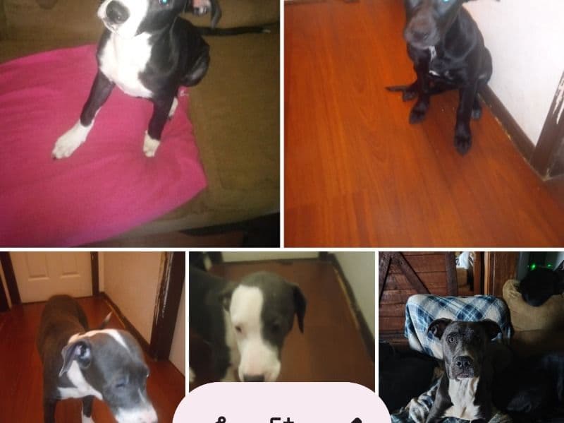 Staffordshire Bull Terrier 6 months old female medium named No Name Yet for sale in Cook County, Georgia | Petmeetly