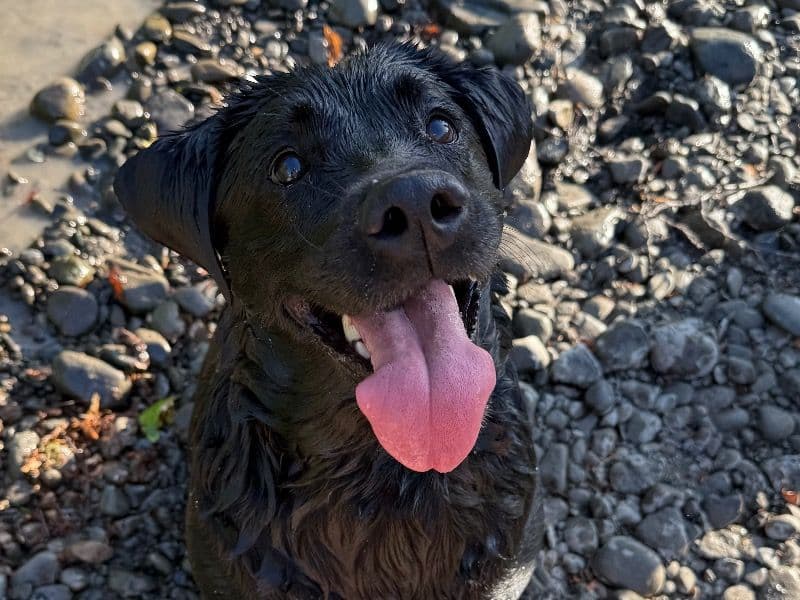 Labrador Retriever 5 years old female medium named Coco for breeding in Humboldt County, California | Petmeetly
