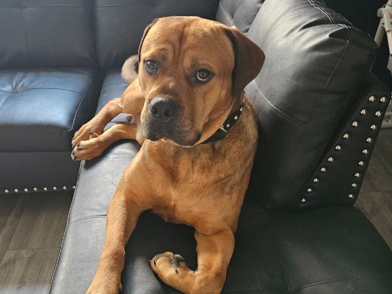 Cane Corso 2 years old male large named King for sale in Will County, Illinois | Petmeetly