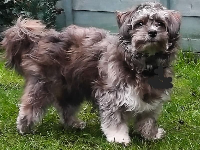 Bichon Frise 1 year 7 months old female medium named Maisie for breeding in Angus, Scotland | Petmeetly