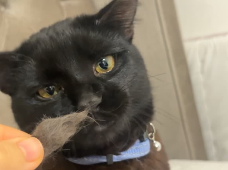 British Shorthair 8 months old male named Rasho for breeding | Petmeetly