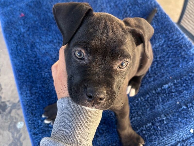 American PitBull Terrier 1 month old male small named No Name for sale in Los Angeles County, California | Petmeetly