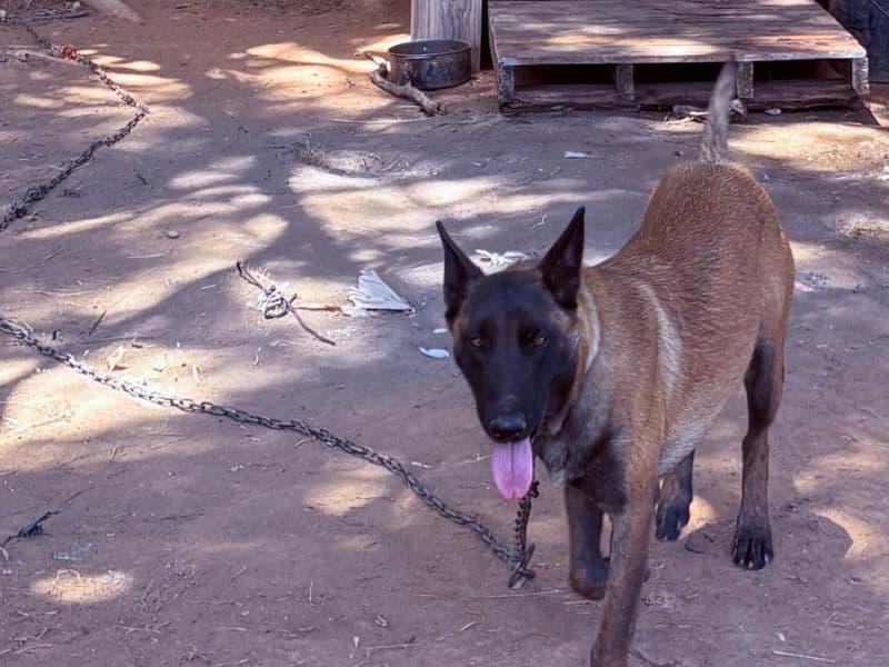 Roxy primary photo