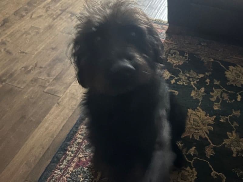 Goldendoodle 5 years 7 months old male large named Shaggydog for breeding in Limestone County, Alabama | Petmeetly