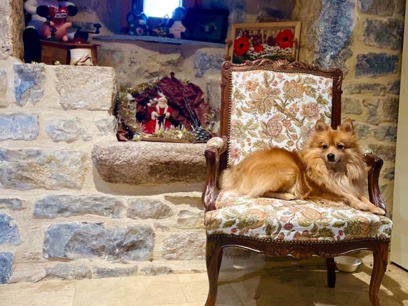 Spitz 3 years old male medium named Gufi for breeding in От-Гаронн, Окситани | Petmeetly