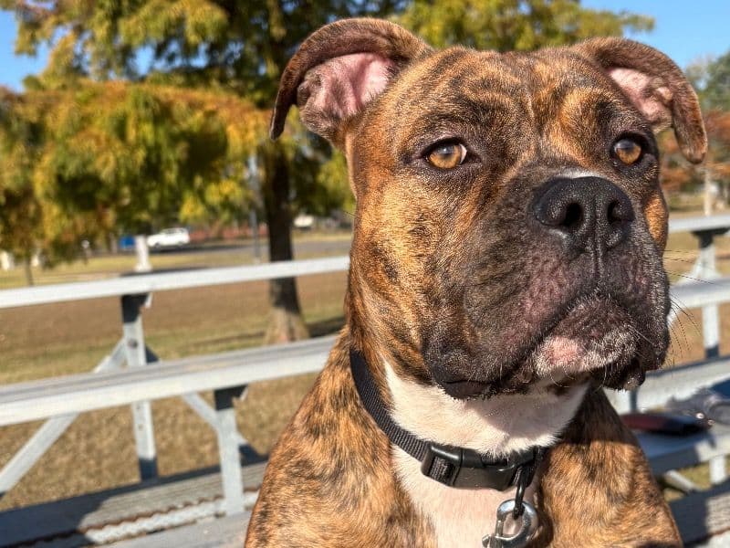 American Bulldog 1 year old male large named Zeus for adoption in McLennan County, Texas | Petmeetly